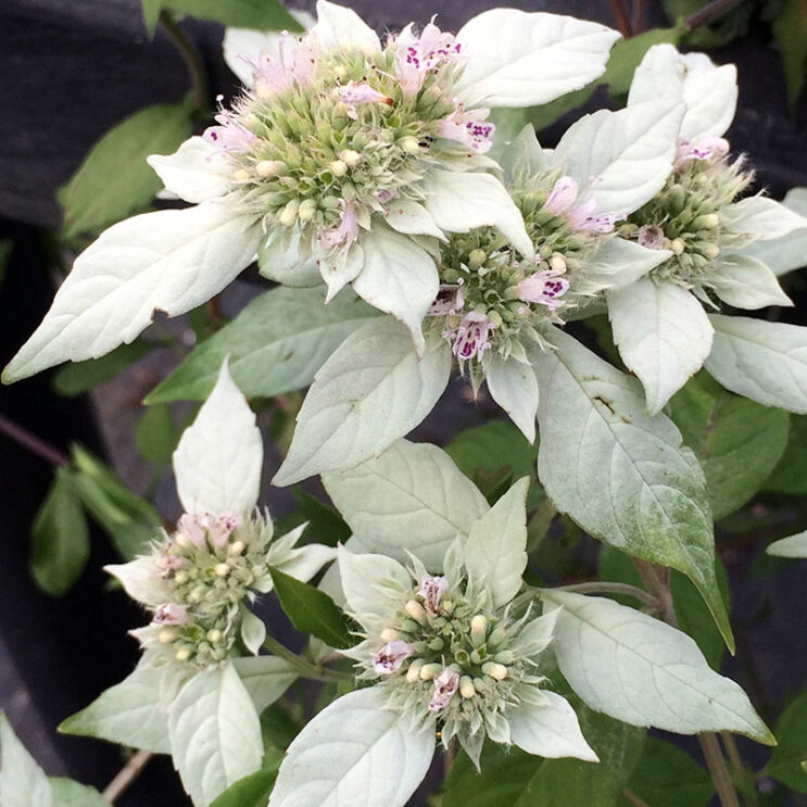 Pycnanthemum incanum ‘Stowe Away’
