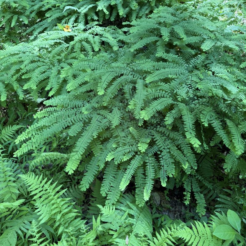 Adiantum pedatum