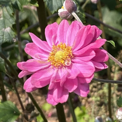 Anemone hupehensis var. japonica 'Pamina'