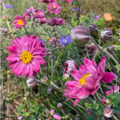 Anemone hupehensis var. japonica 'Pamina' - Image 2