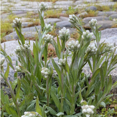 Antennaria plantaginifolia