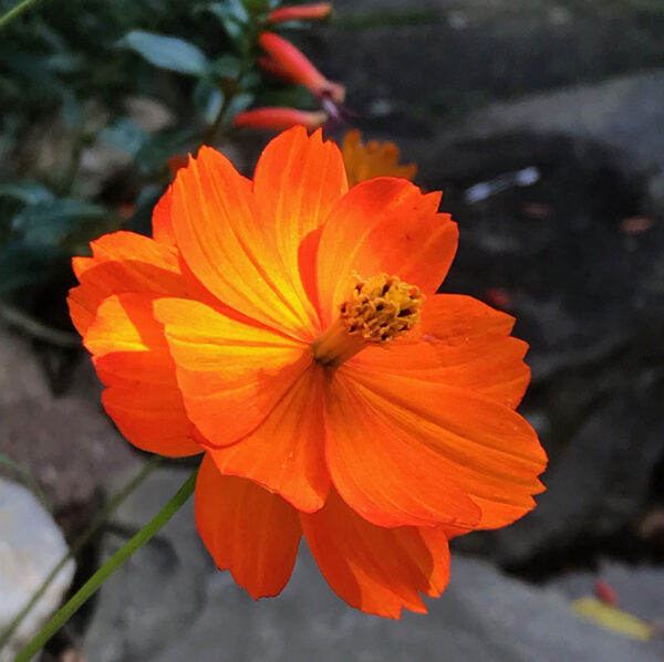 Cosmos sulphureus