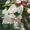 Cotton, 'Albe Red'