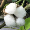 Cotton, Red Foliated - Image 2