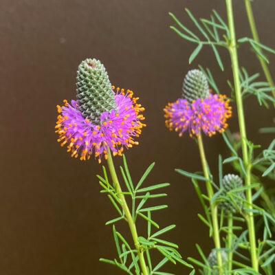 Dalea purpurea