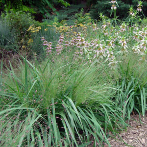 Grasses