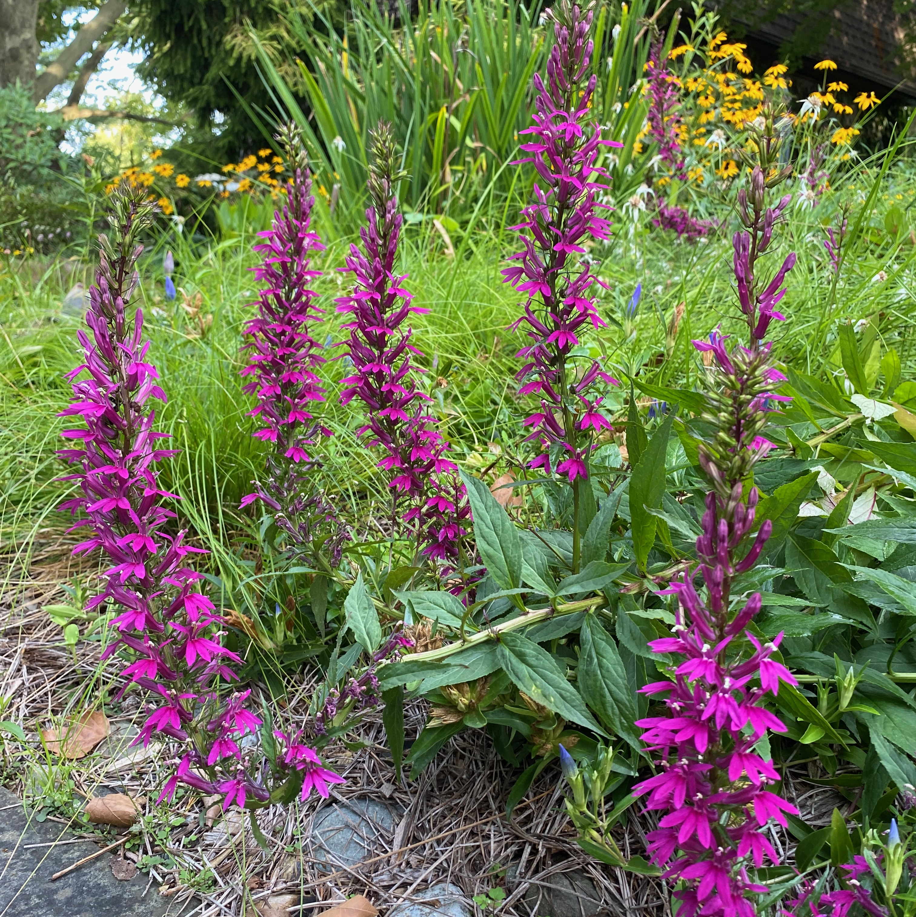 Lobelia 'Magenta Magic'