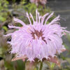 Monarda bradburiana