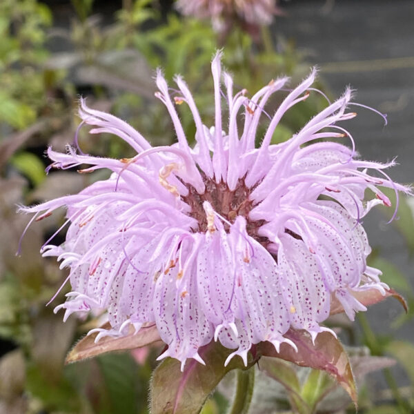 Monarda bradburiana