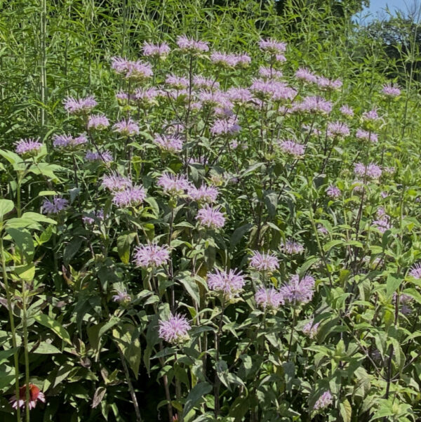 Monarda bradburiana - Image 2