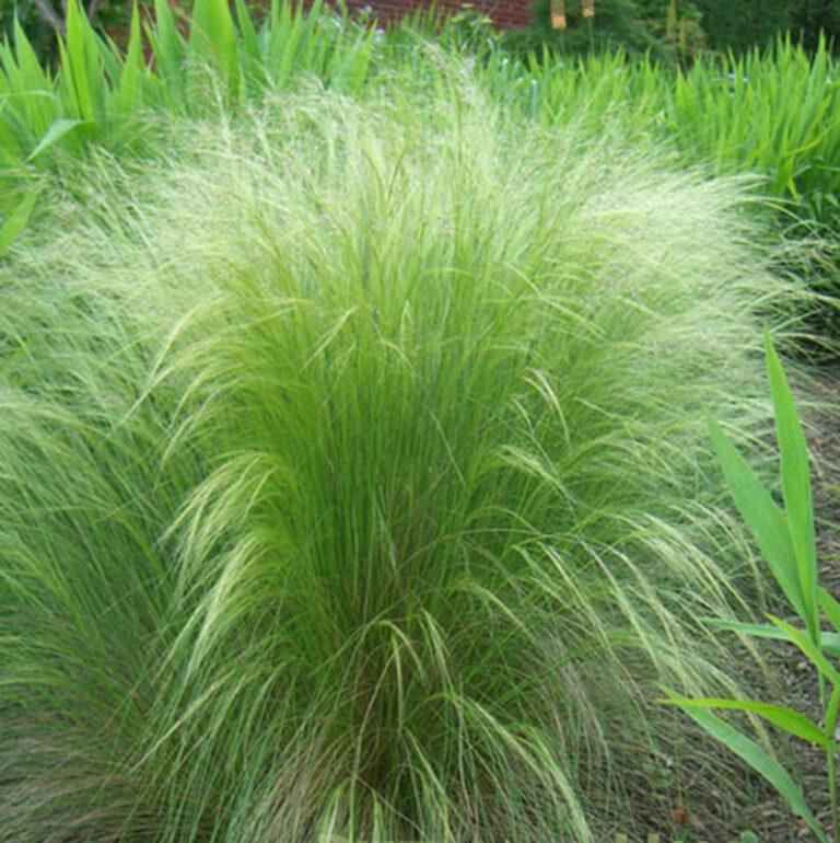 Nasella Stipa Tenuissima ‘pony Tails Putnam Hill Nursery