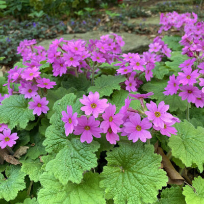 Primula kisoana