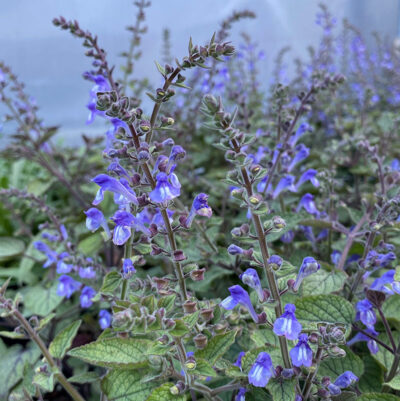 Scutellaria ovata