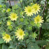 Silphium mohrii
