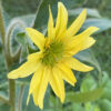 Silphium mohrii - Image 3