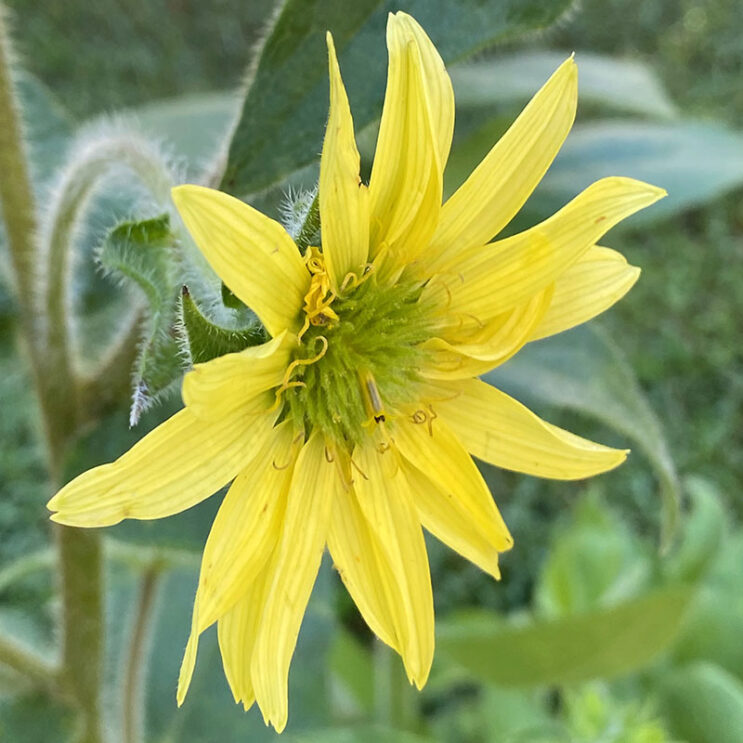 Silphium mohrii - Image 3
