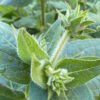 Silphium mohrii - Image 2