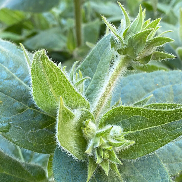 Silphium mohrii - Image 2