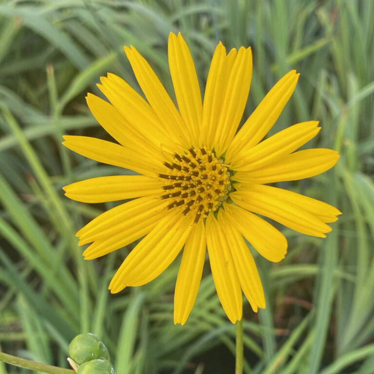 Silphium terebinthinaceum - Image 2