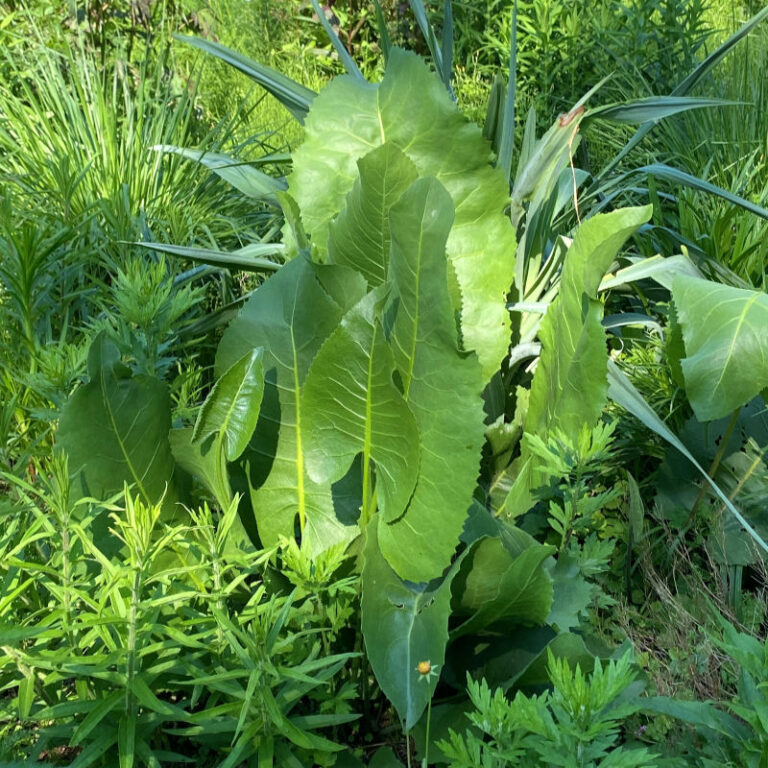 Silphium terebinthinaceum