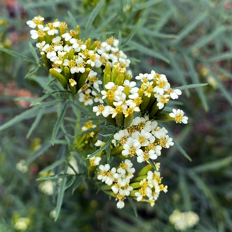 Tagetes Minuta