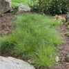 Carex appalachica - Image 2
