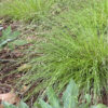 Carex appalachica - Image 3