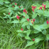 Carex appalachica