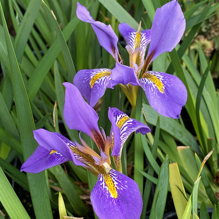 Iris lazica