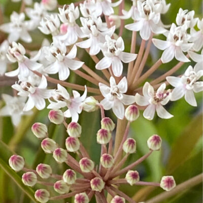 Asclepias perennis 'White Sparkles'