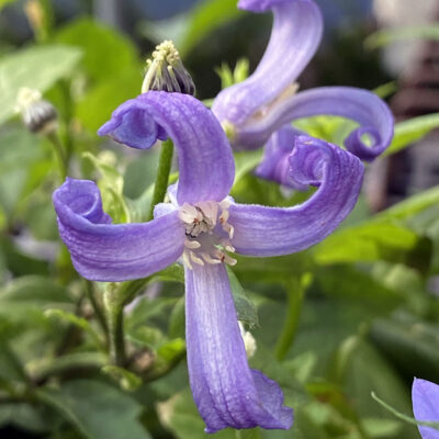 Clematis heracleifolia