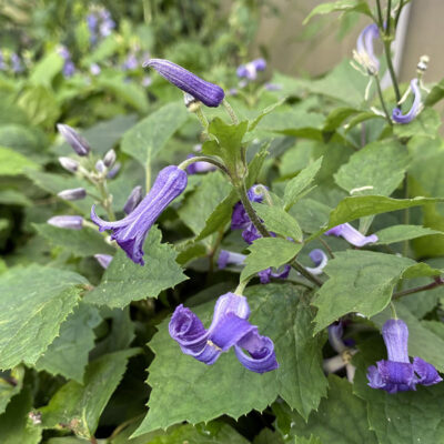 Clematis heracleifolia - Image 2