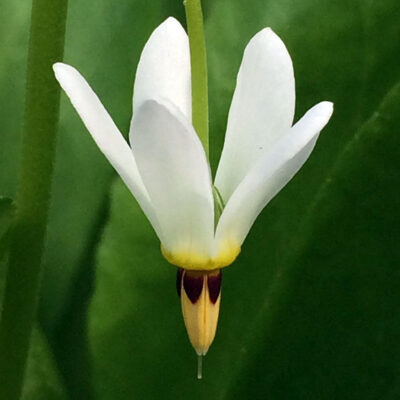 Dodecatheon meadia 'Alba'