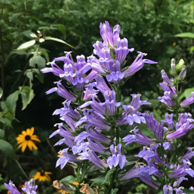 Lobelia siphilitica