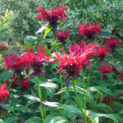 Monarda didyma 'Jacob Cline'