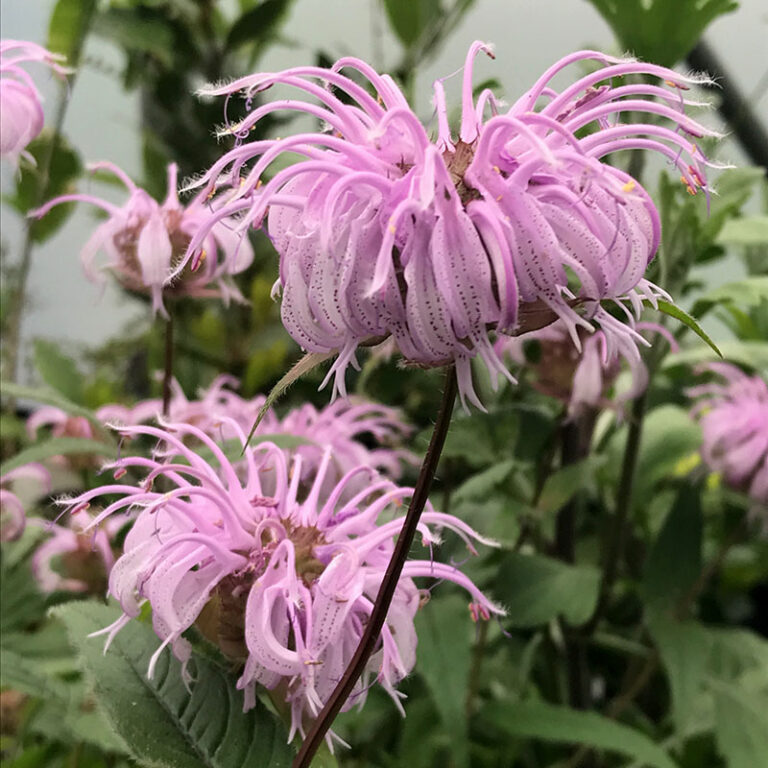 Monarda bradburiana - Image 3