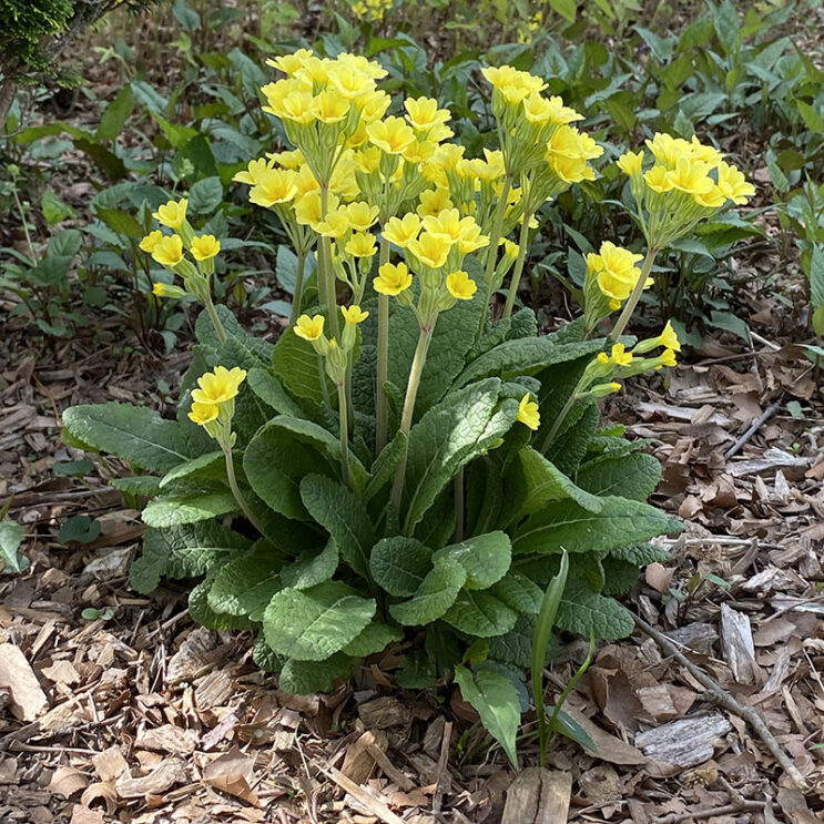 Primula veris