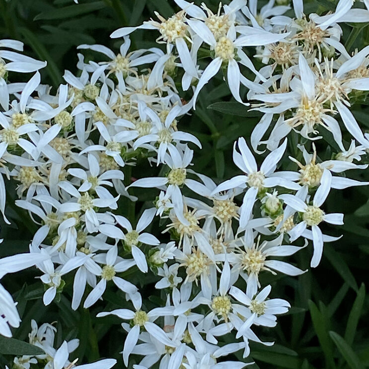 Sericocarpus linifolius