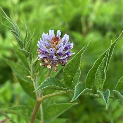 Glycyrrhiza yunnanensis