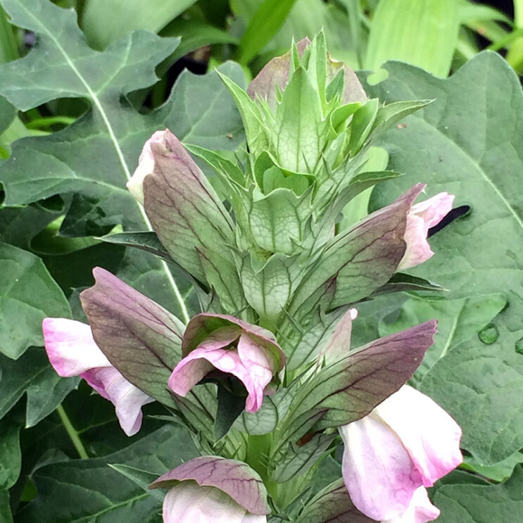 Acanthus caroli-alexandri