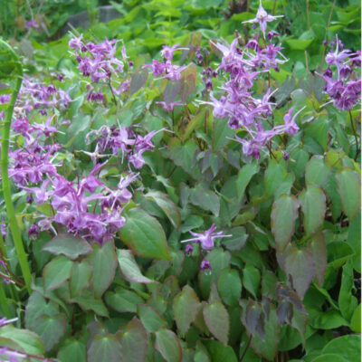 Epimedium grandiflorum 'Lilafee'