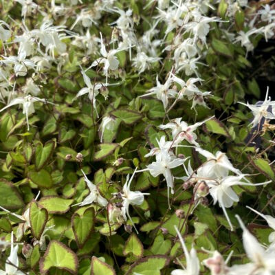 Epimedium grandiflorum var. higoense 'Bandit'