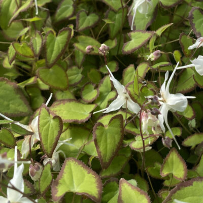 Epimedium grandiflorum var. higoense 'Bandit' - Image 3