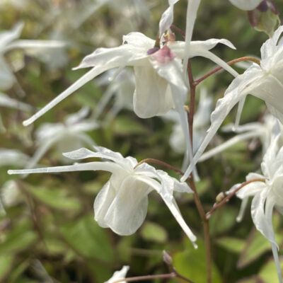 Epimedium grandiflorum var. higoense 'Bandit' - Image 2