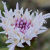 Liatris scariosa var. novae-angliae - Image 3
