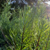 Liatris scariosa var. novae-angliae - Image 2