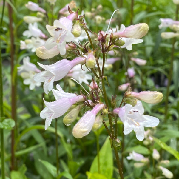 Penstemon laevigatus