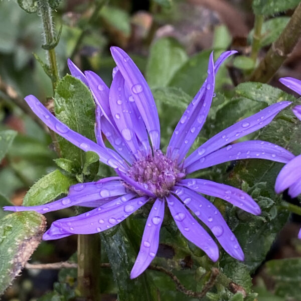 Symphyotrichum georgianum - Image 2