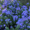 Symphyotrichum georgianum