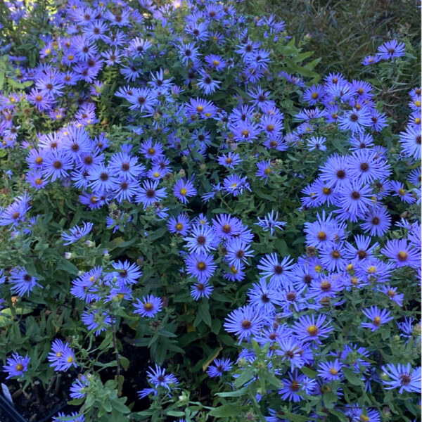 Symphyotrichum georgianum